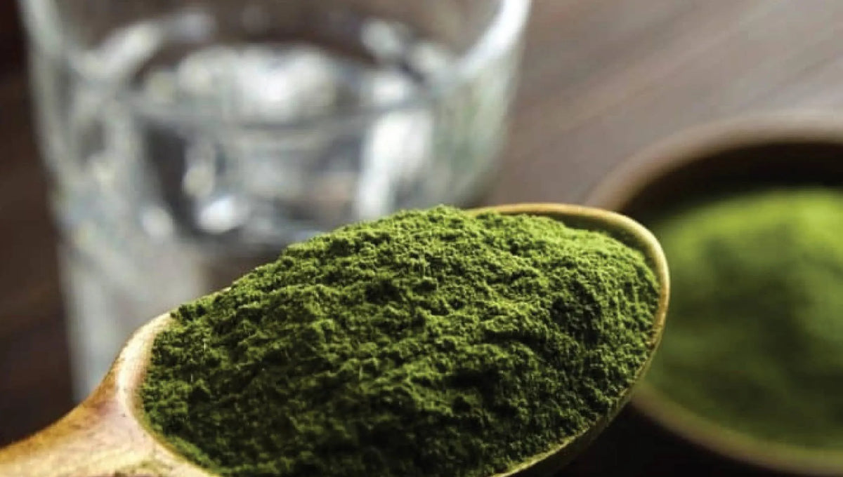 The Benefits of Barley Grass and How to Incorporate It into Your Diet-VPA Australia