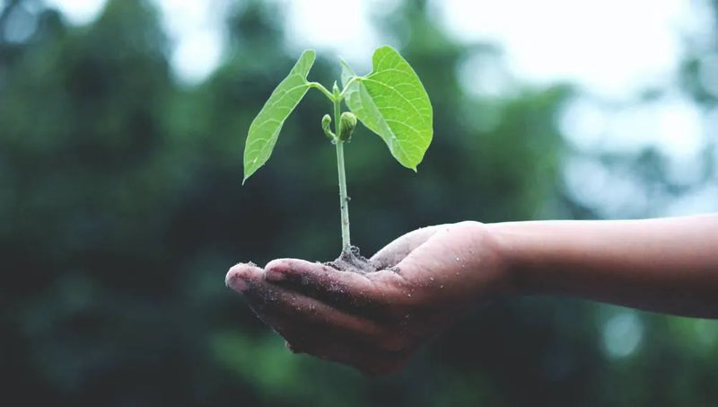VPA Australia's Efforts in Becoming More Eco-friendly
