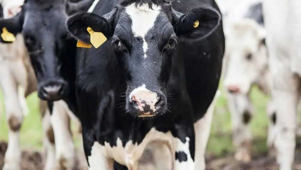Colostrum powder: What is it and what are the benefits?