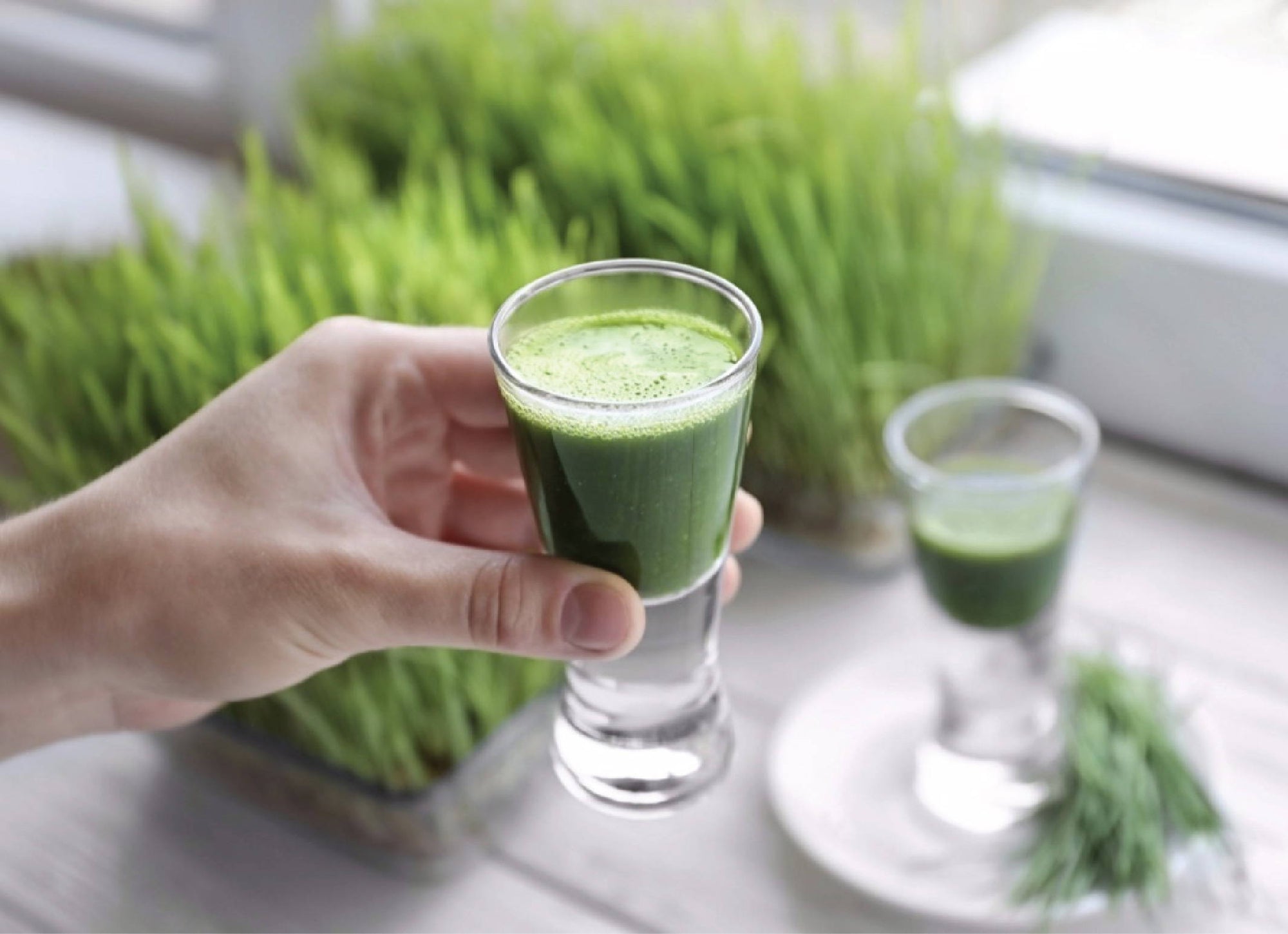 The Incredible Benefits of Wheatgrass: A Nutritional Powerhouse for Optimal Health